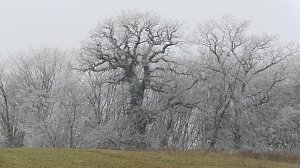 Wilde M&uuml;llkippen