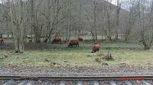 Unterwegs im Harz