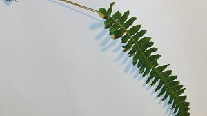 Gewöhnlicher Tüpfelfarn