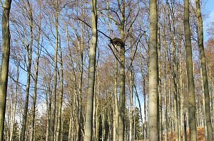 Kunsthorst für Storch