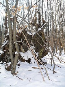 So sch&ouml;n kann Winter sein