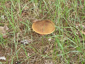 An in die Pilze