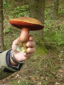 An in die Pilze