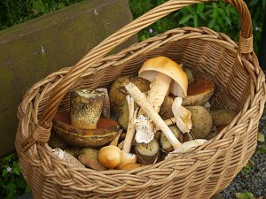An in die Pilze