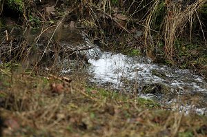 Gr&uuml;n im Wald