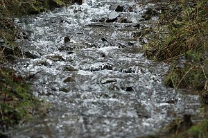 Gr&uuml;n im Wald