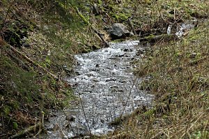 Gr&uuml;n im Wald