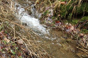 Gr&uuml;n im Wald