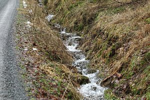 Gr&uuml;n im Wald