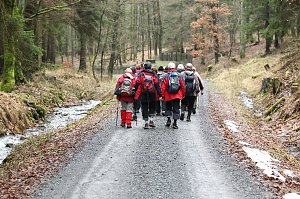 Gr&uuml;n im Wald