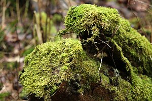 Gr&uuml;n im Wald