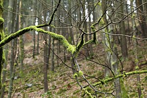 Gr&uuml;n im Wald