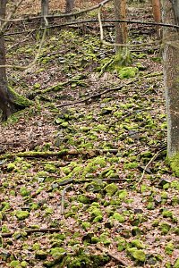 Gr&uuml;n im Wald
