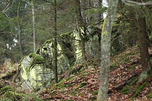 Gr&uuml;n im Wald
