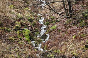 Gr&uuml;n im Wald