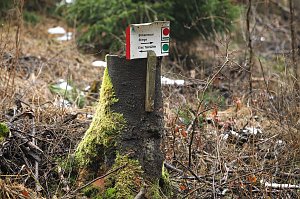 Gr&uuml;n im Wald