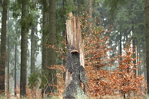 Gr&uuml;n im Wald