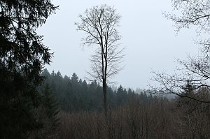 Gr&uuml;n im Wald