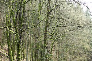 Gr&uuml;n im Wald