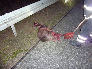 Wildschweine überfahren
