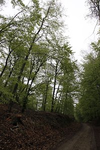 Der Alte Stolberg