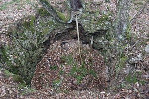 Der Alte Stolberg