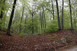 Der Alte Stolberg