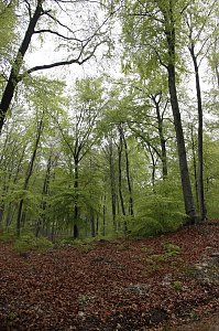 Der Alte Stolberg