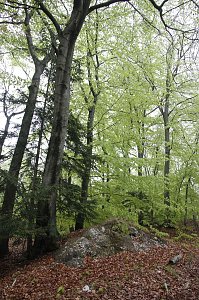 Der Alte Stolberg
