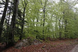 Der Alte Stolberg