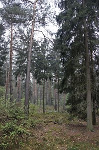 Der Alte Stolberg
