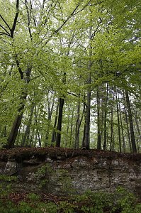 Der Alte Stolberg