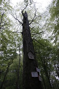 Der Alte Stolberg