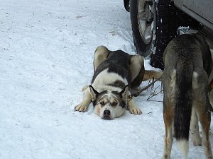 Schlittenhunderennen in Benneckenstein