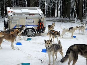 Schlittenhunderennen in Benneckenstein