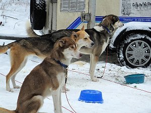 Schlittenhunderennen in Benneckenstein