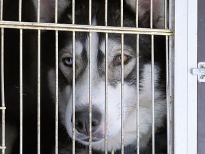 Schlittenhunderennen in Benneckenstein