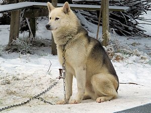 Schlittenhunderennen in Benneckenstein