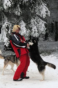 Schlittenhunderennen in Benneckenstein