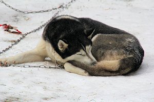 Schlittenhunderennen in Benneckenstein