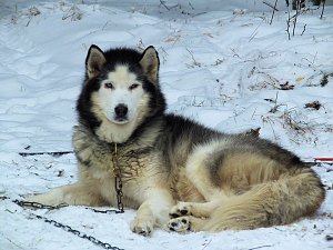 Schlittenhunderennen in Benneckenstein