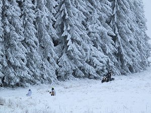 Schlittenhunderennen in Benneckenstein