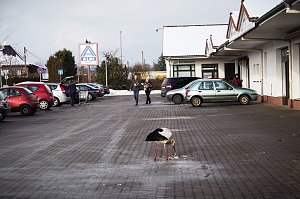 Der Aldi-Storch