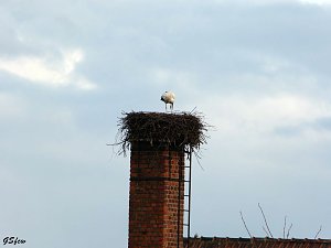 Der erste Storch in Windehausen