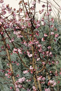 ... und Fr&uuml;hlings im (Mandel)baum