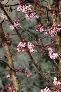 ... und Fr&uuml;hlings im (Mandel)baum