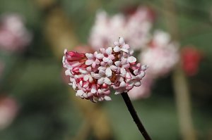 ... und Fr&uuml;hlings im (Mandel)baum