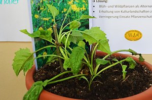 12. Regionalwettbewerb "JUGEND FORSCHT Nordthüringen