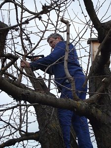 Baumschnitt im Kita-Projektgarten