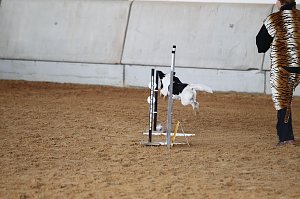 Hundesport und Faschingskostüm